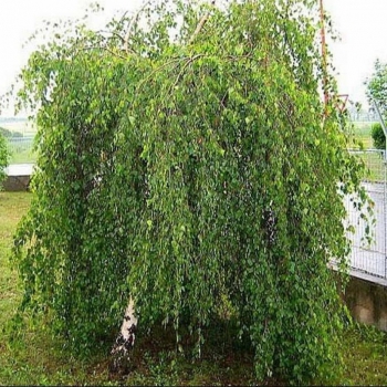 Beržas himalajinis (Betula utilis) 'Long Trunk'